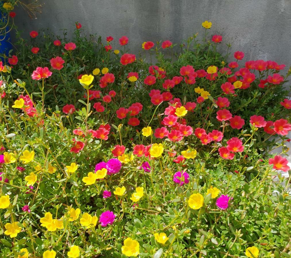 Lotus Homestay Tuy Hoà Ngoại thất bức ảnh